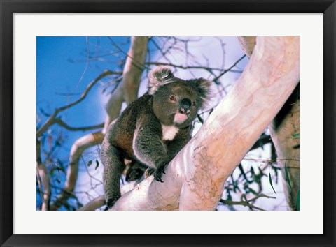 Framed Australia, Kangaroo Isl, Koala bear, eucalypytus tree Print