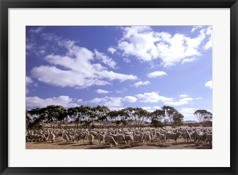 Framed Sheep Station, Kangaroo Island, South Australia, Australia Print