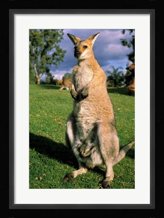 Framed Kangaroo, Queensland, Australia Print