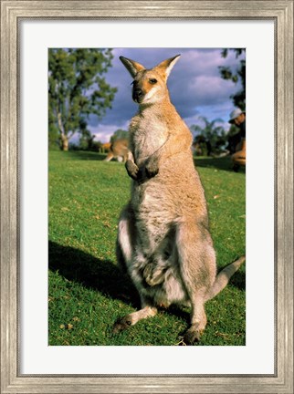 Framed Kangaroo, Queensland, Australia Print