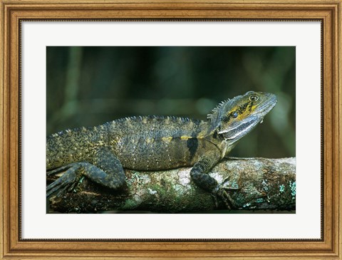 Framed Australia, Queensland, Eastern Water Dragon lizard Print