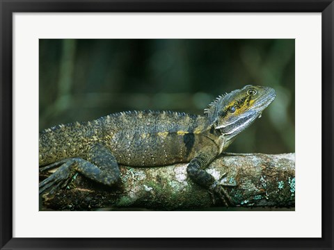 Framed Australia, Queensland, Eastern Water Dragon lizard Print