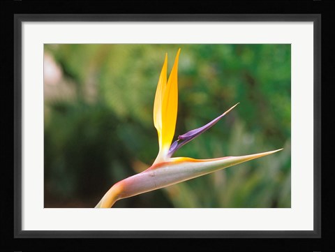 Framed Australia, Queensland, Bird of paradise flower garden Print