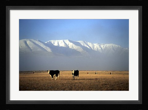 Framed Cows and Hawkdun Range, Maniototo, Central Otago Print