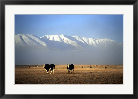 Framed Cows and Hawkdun Range, Maniototo, Central Otago Print