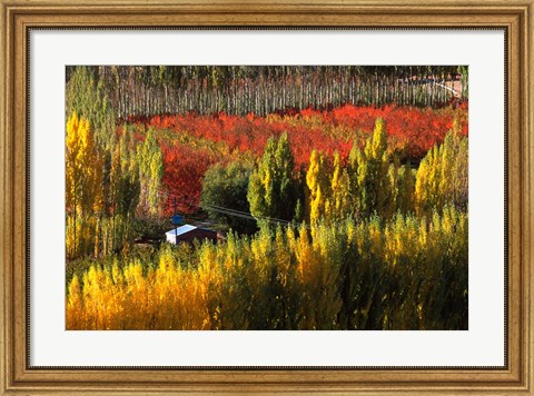 Framed Autumn Colours, Bannockburn, Central Otago, New Zealand Print