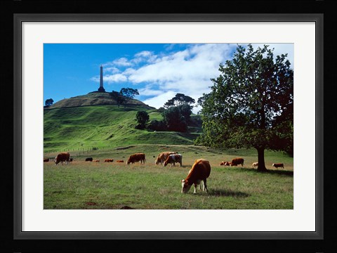 Framed Cows, One Tree Hill, Auckland Print