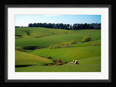Framed Farmland Near Clinton, New Zealand Print