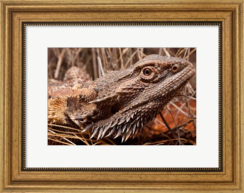 Framed Australia, Central Bearded Dragon lizard, outback Print