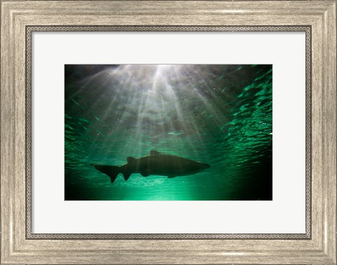 Framed Australia, NSW, Sydney, Gray Nurse Shark tank Print