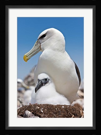 Framed Australia, Tasmania, Bass Strait Shy albatross with chick Print