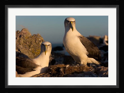 Framed Australia, Tasmania, Bass Strait Albatross pair Print