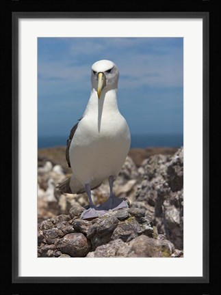 Framed Australia, Tasmania, Bass Strait Shy albatross Print