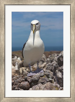 Framed Australia, Tasmania, Bass Strait Shy albatross Print
