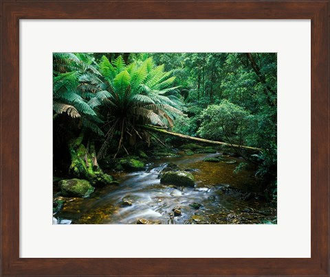 Framed Nelson Creek, Franklin Gordon Wild Rivers National Park, Tasmania, Australia Print