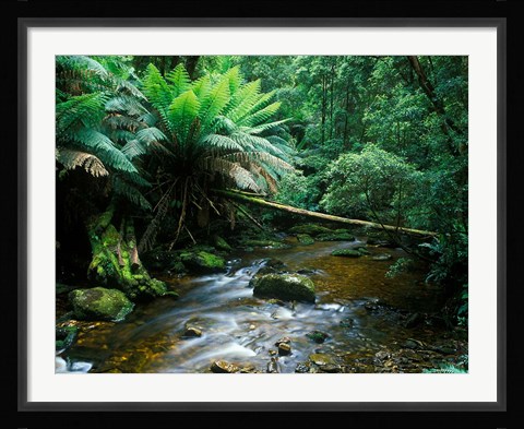 Framed Nelson Creek, Franklin Gordon Wild Rivers National Park, Tasmania, Australia Print
