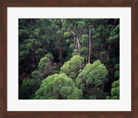 Framed Eucalyptus Forest, Walpole-Nornalup NP, Western Australia, Australia Print