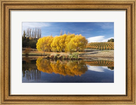 Framed Autumn Vineyard, Bannockburn Inlet, Lake Dunstan, Central Otago, South Island, New Zealand Print