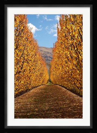 Framed Autumn, Orchard, Roxburgh, South Island, New Zealand Print