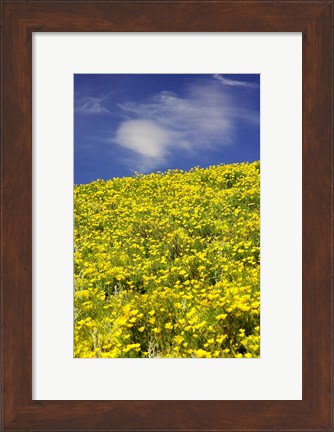 Framed Californian Poppies, Central Otago, South Island, New Zealand Print