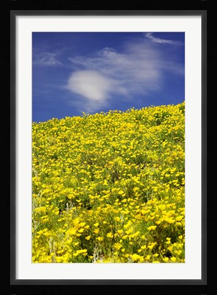 Framed Californian Poppies, Central Otago, South Island, New Zealand Print