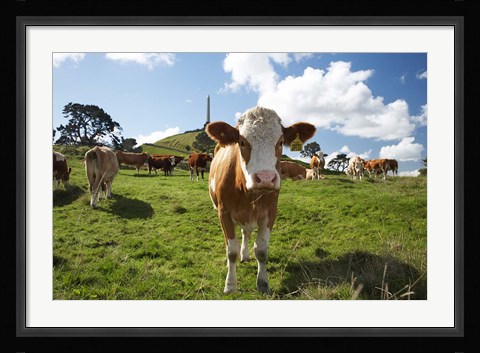 Framed Cows And Obelisk, One Tree Hill Domain, Auckland, North Island, New Zealand Print