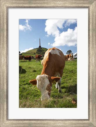 Framed Cows, Farm animal, Auckland, North Island, New Zealand Print