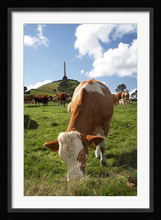 Framed Cows, Farm animal, Auckland, North Island, New Zealand Print