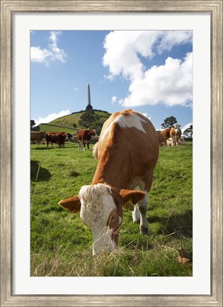 Framed Cows, Farm animal, Auckland, North Island, New Zealand Print