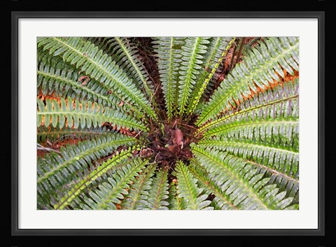 Framed Crown Fern, Puipui, West Coast, South Island, New Zealand Print