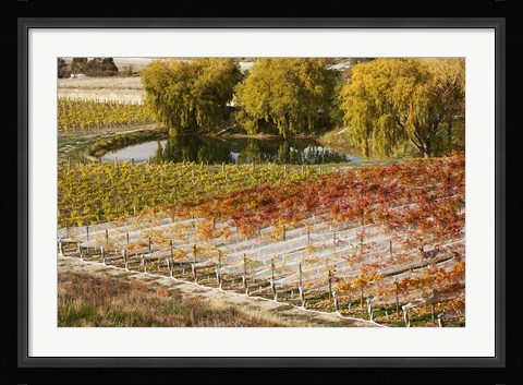 Framed Domain Road Vineyard, Bannockburn, Central Otago, South Island, New Zealand Print