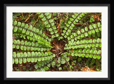 Framed Ferns near Lake Moeraki, West Coast, South Island, New Zealand Print