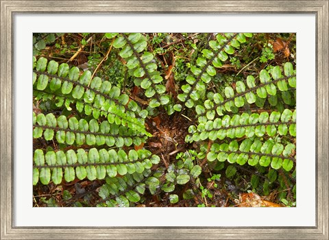 Framed Ferns near Lake Moeraki, West Coast, South Island, New Zealand Print