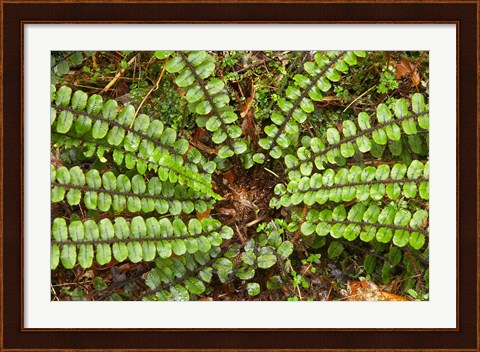 Framed Ferns near Lake Moeraki, West Coast, South Island, New Zealand Print
