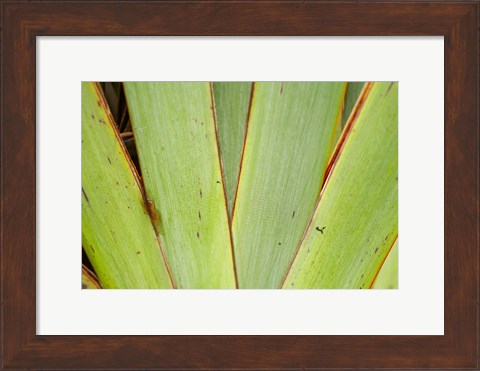 Framed Flax Detail, West Coast, South Island, New Zealand Print
