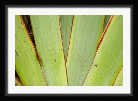 Framed Flax Detail, West Coast, South Island, New Zealand Print