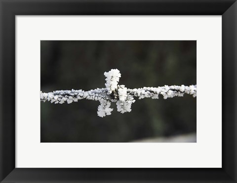 Framed Frosty Barbed Wire, Otago, South Island, New Zealand Print