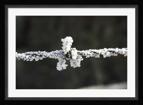 Framed Frosty Barbed Wire, Otago, South Island, New Zealand Print