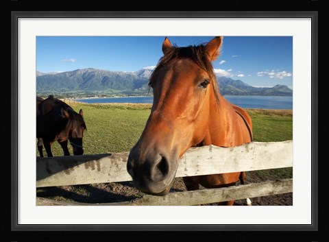 Framed Horse, Kaikoura, Marlborough, South Island, New Zealand Print