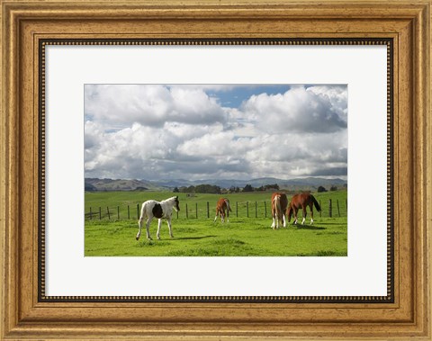 Framed Horses, Farmland, Te Kauwhata, North Island, New Zealand Print
