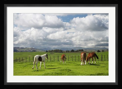 Framed Horses, Farmland, Te Kauwhata, North Island, New Zealand Print