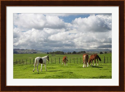 Framed Horses, Farmland, Te Kauwhata, North Island, New Zealand Print
