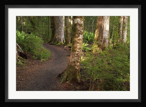Framed Kepler Track, Fjordland National Park, South Island, New Zealand Print