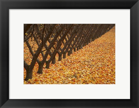 Framed Orchard, Cromwell, Central Otago, South Island, New Zealand Print