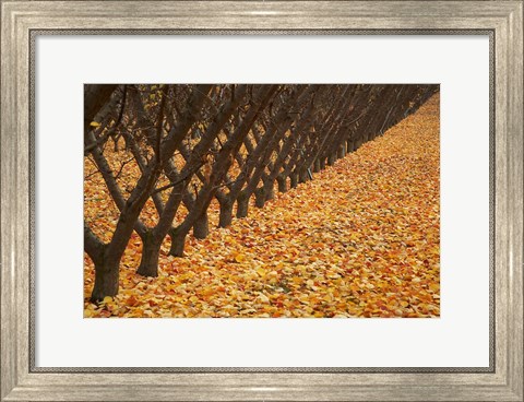 Framed Orchard, Cromwell, Central Otago, South Island, New Zealand Print