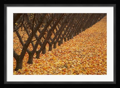 Framed Orchard, Cromwell, Central Otago, South Island, New Zealand Print