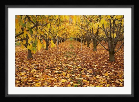 Framed Orchard, Roxburgh, Central Otago, South Island, New Zealand Print