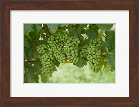 Framed Pinot Noir Grapes, Domain Road Vineyard, Bannockburn, Central Otago, South Island, New Zealand Print