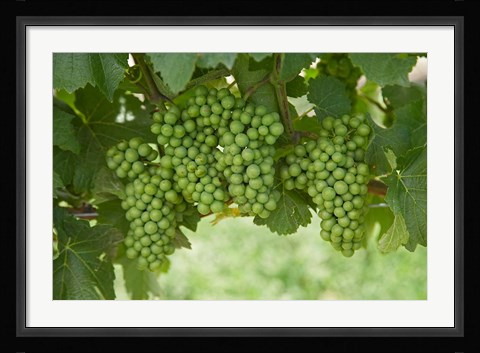 Framed Pinot Noir Grapes, Domain Road Vineyard, Bannockburn, Central Otago, South Island, New Zealand Print