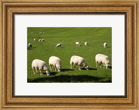 Framed Sheep, One Tree Hill Domain, Auckland, North Island, New Zealand Print